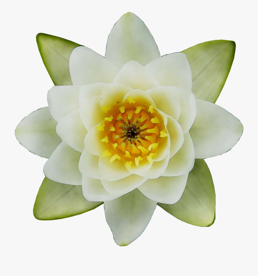 Plants Proteales Aquatic Download Free Image Clipart - Sacred Lotus, Transparent Clipart