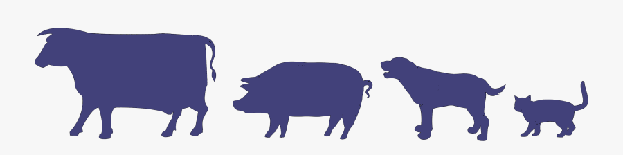 Walcott Veterinary Clinic The - Animals Banner Transparent, Transparent Clipart