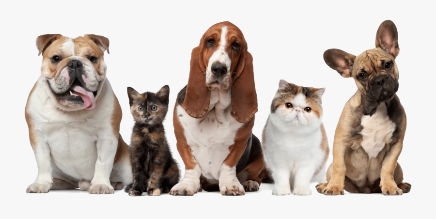 And Beechwood Sitting Pet Veterinary Dog Cat Clipart - Pet Care, Transparent Clipart