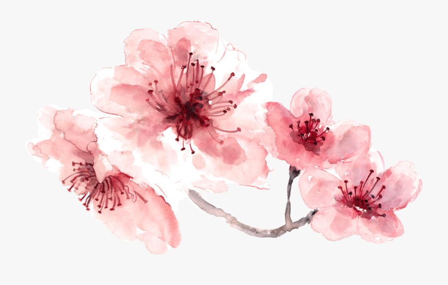 15 Pink Watercolor Flowers Png For Free Download On - Watercolor Cherry Blossom Png, Transparent Clipart