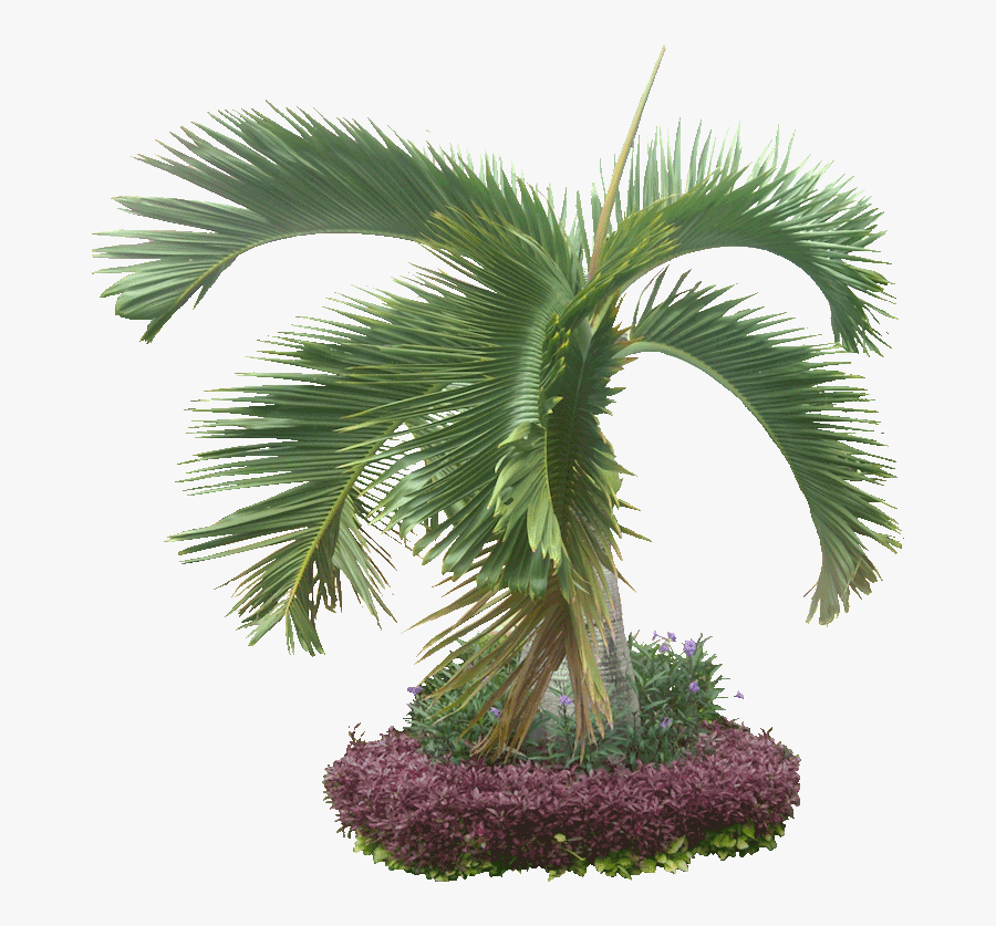 The Ocean, Palm Trees, Sand, Free Download Sharon Dixon, - Transparent Jungle Plants, Transparent Clipart