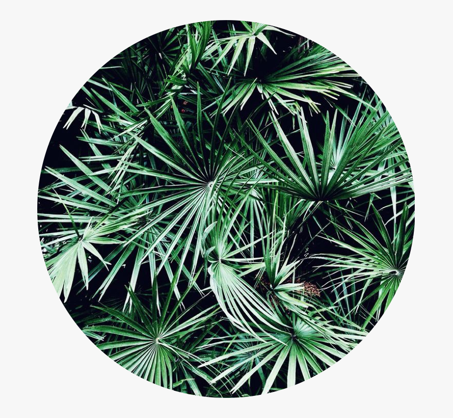 #background #green #aesthetic #jungle #freetoedit - Background Green Aesthetic, Transparent Clipart