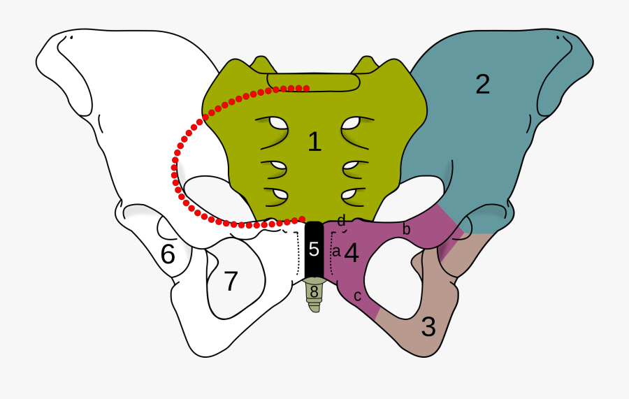 Obturator Foramen, Transparent Clipart