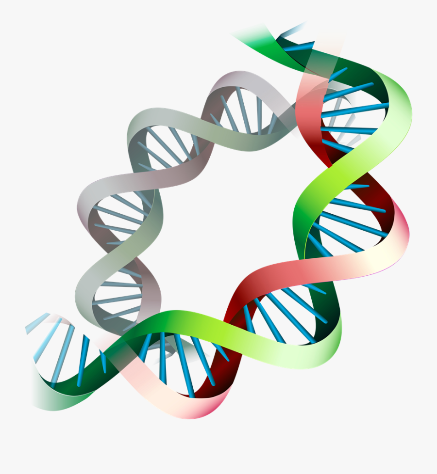 Epigenetic Expression Before And During Pregnancy - Graphic Design, Transparent Clipart