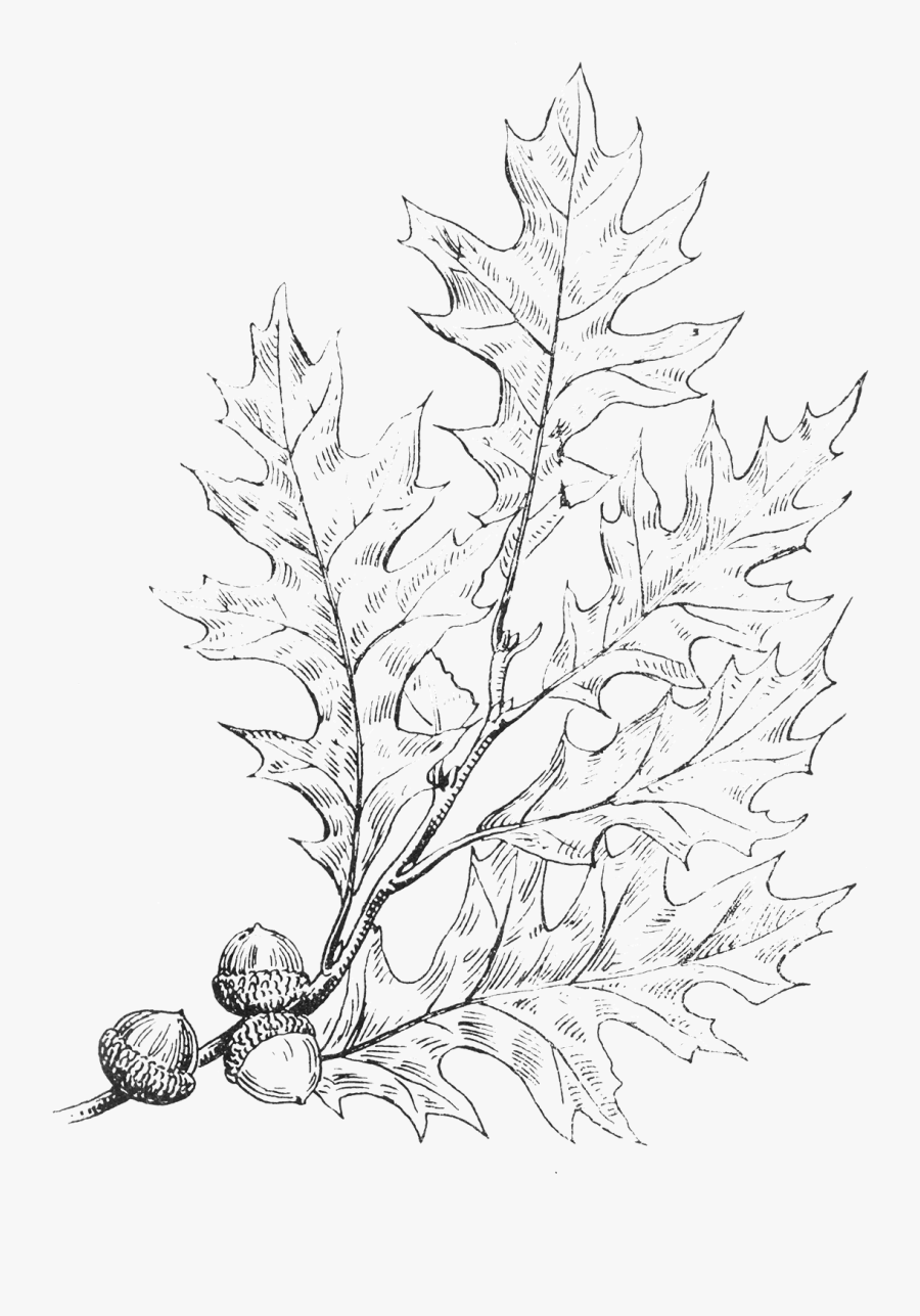 Clip Art Drawn Vines - Line Art, Transparent Clipart