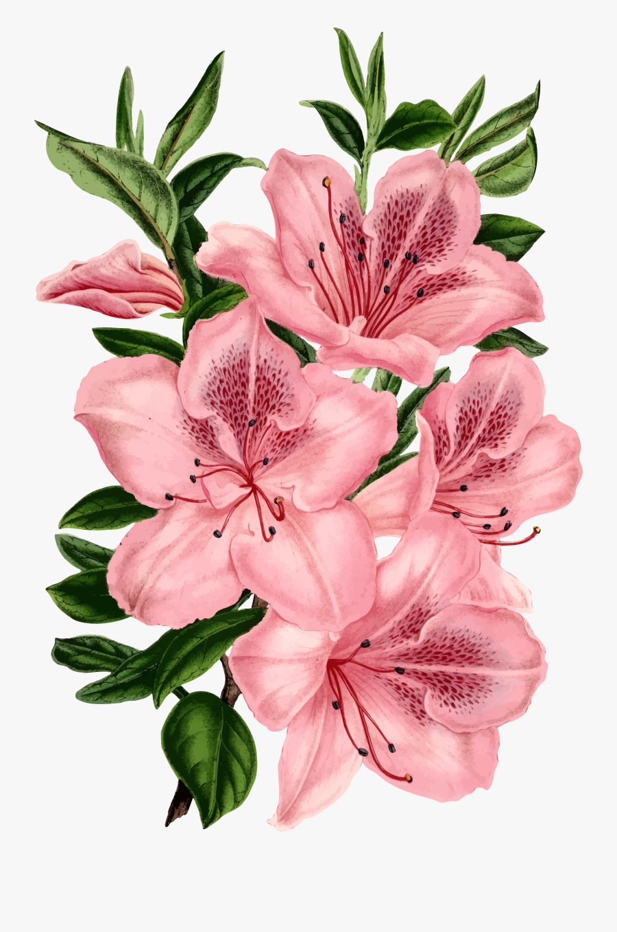 Clipart Freeuse Library Flowers Clip Art Border - Drawing Bunch Of Flowers, Transparent Clipart
