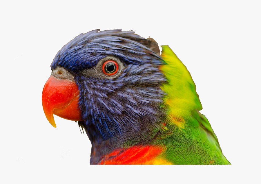 Best Birds For Pets, Transparent Clipart