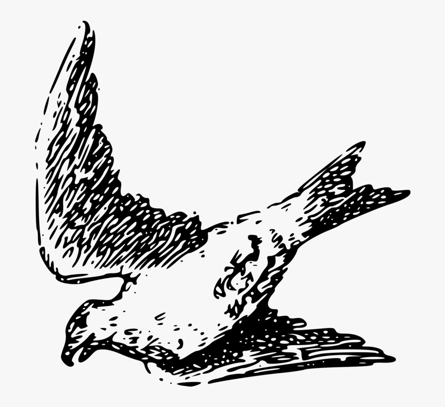 Art,monochrome Photography,beak - Drawing, Transparent Clipart