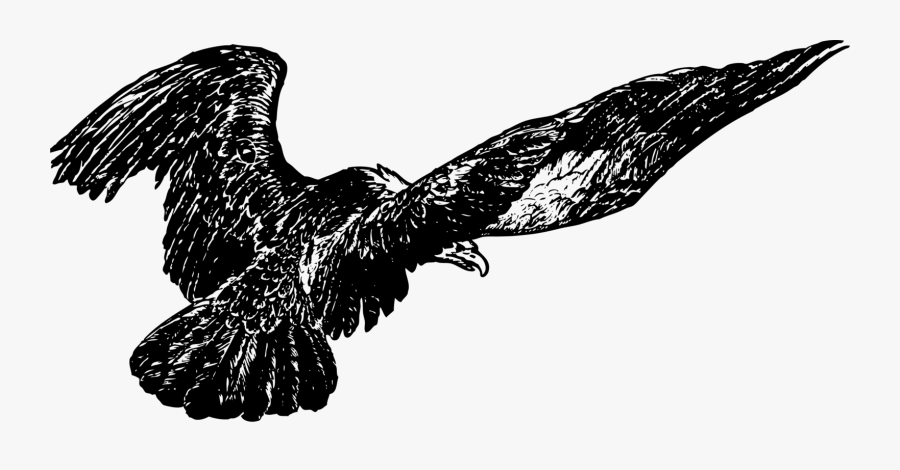 Eagle - Clip Art, Transparent Clipart