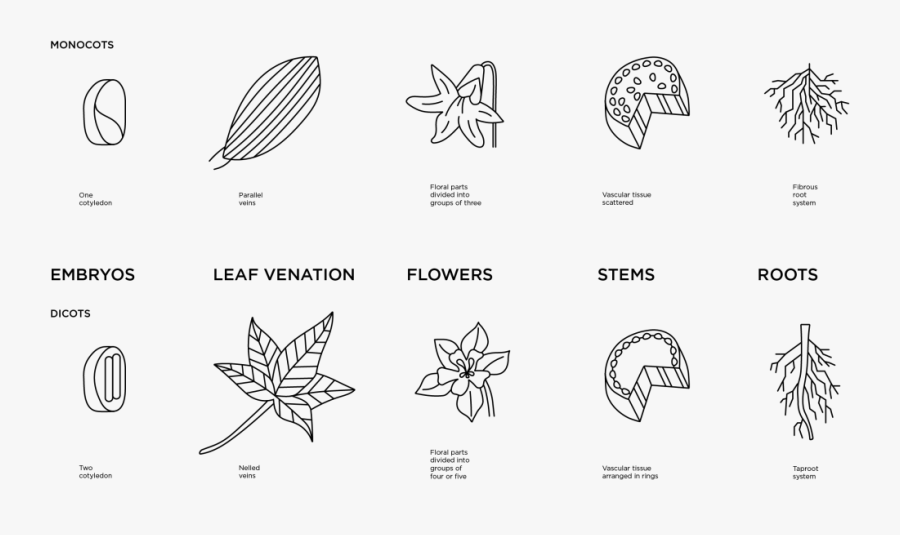 Illustrated Diagram Of The Differences Of Monocot And - Drawing, Transparent Clipart
