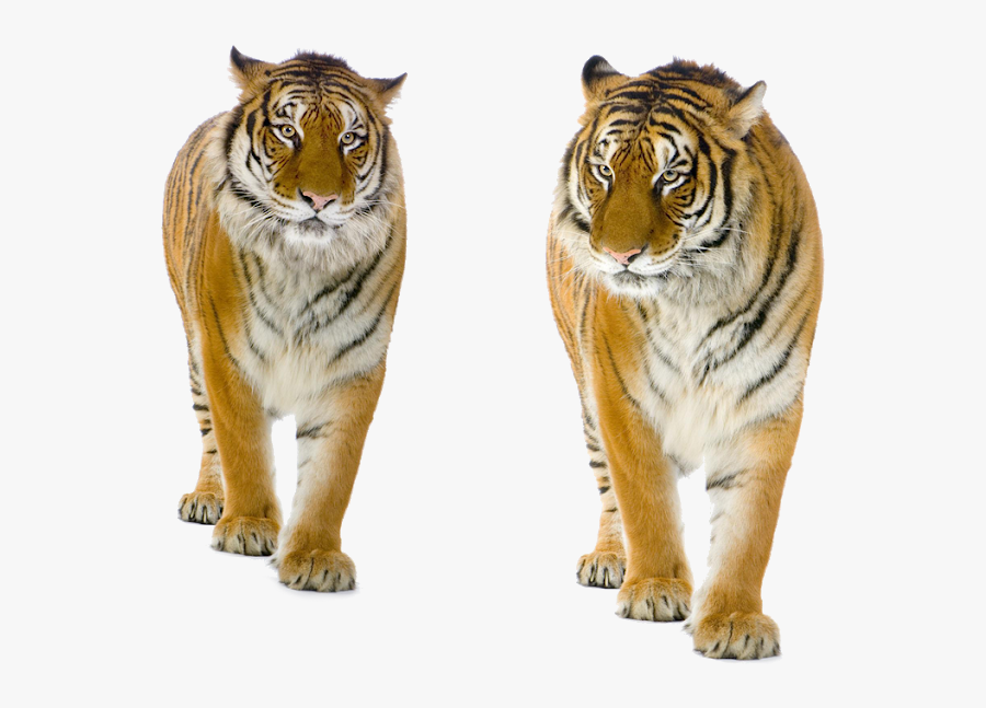 Transparent Tiger Walking Clipart - Standing Tiger Images Hd, Transparent Clipart
