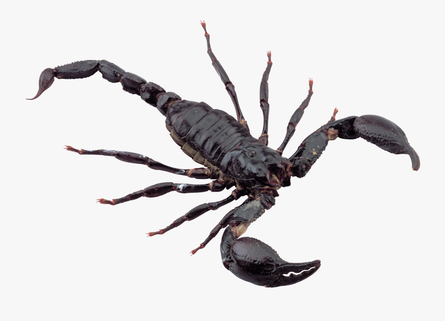 Scorpion Png Image, Transparent Clipart