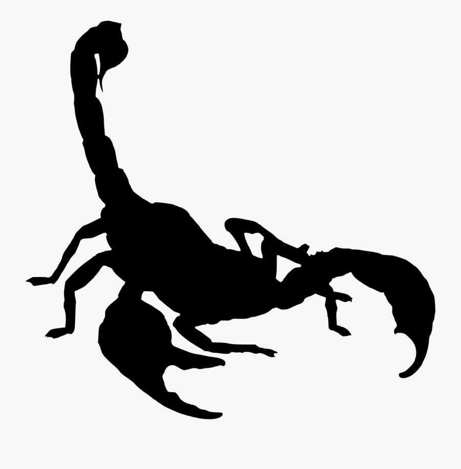 Scorpion - Scorpion Drawing, Transparent Clipart