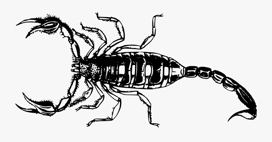 Download Scorpion Transparent Png 379 - Scorpion Png, Transparent Clipart