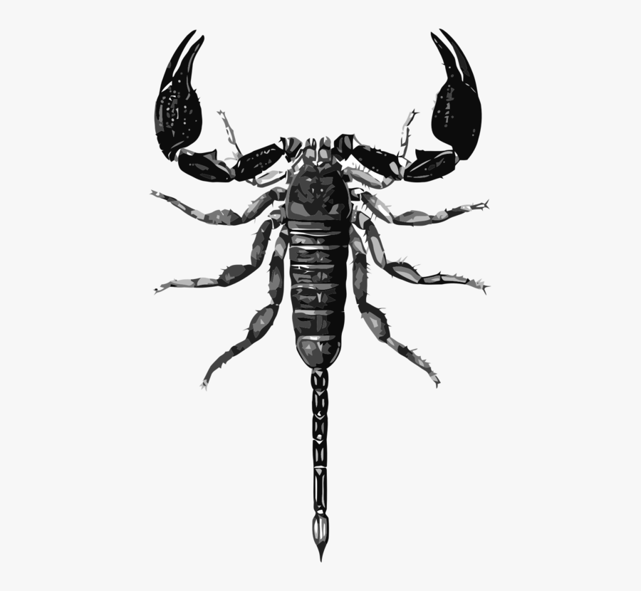 Free Vector Scorpion Drawing, Transparent Clipart