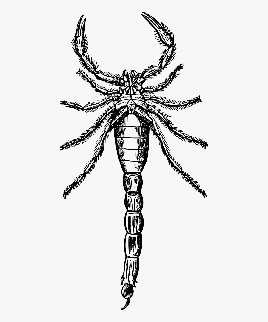 Scorpion - Alacran Dibujo, Transparent Clipart