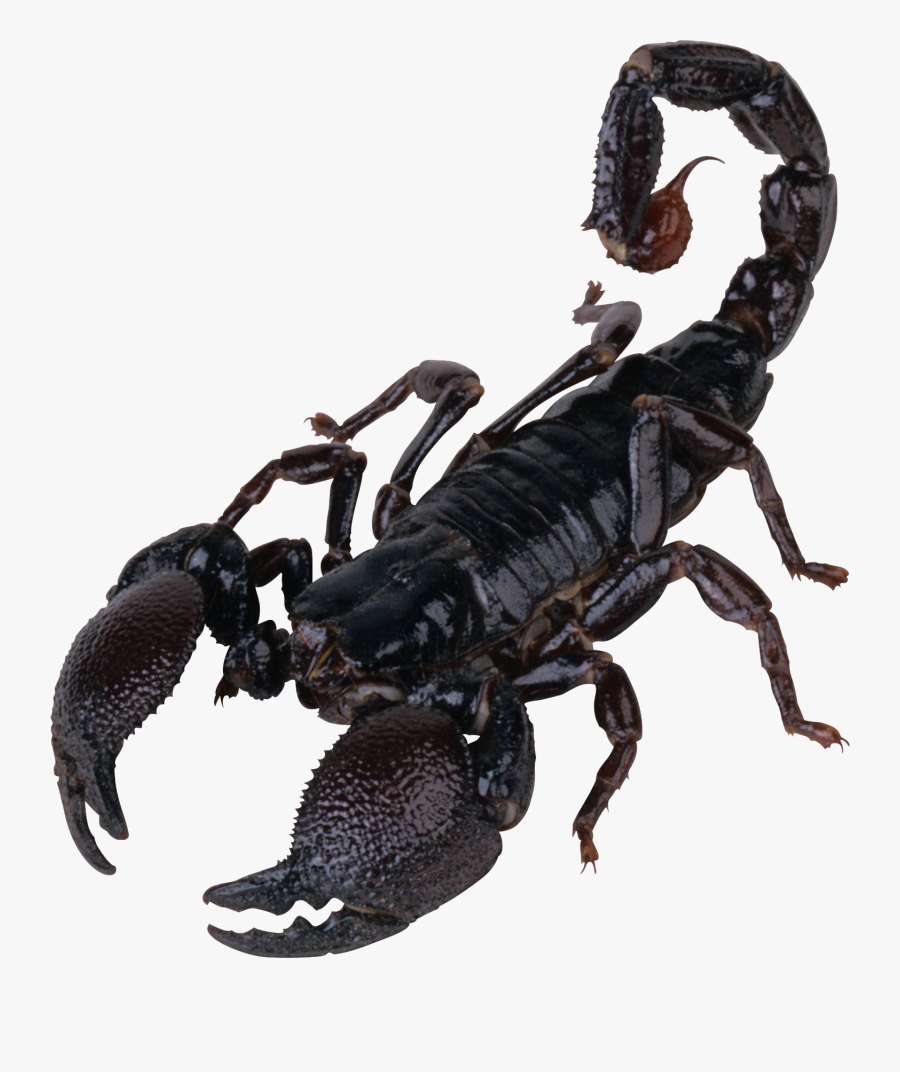 Transparent Scorpion Clipart - Scorpion Png, Transparent Clipart