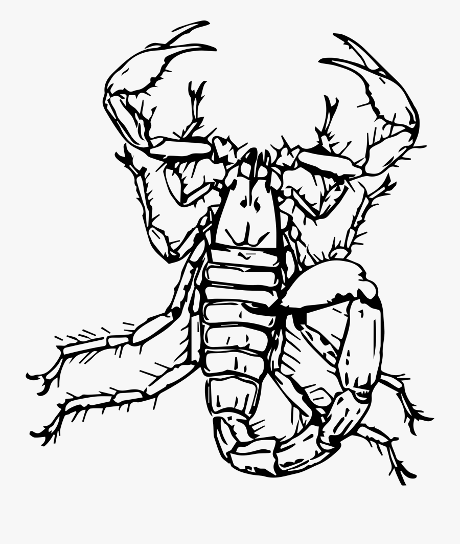 Clipart - Scorpion - Gambar Kalajengking Hitam Putih, Transparent Clipart