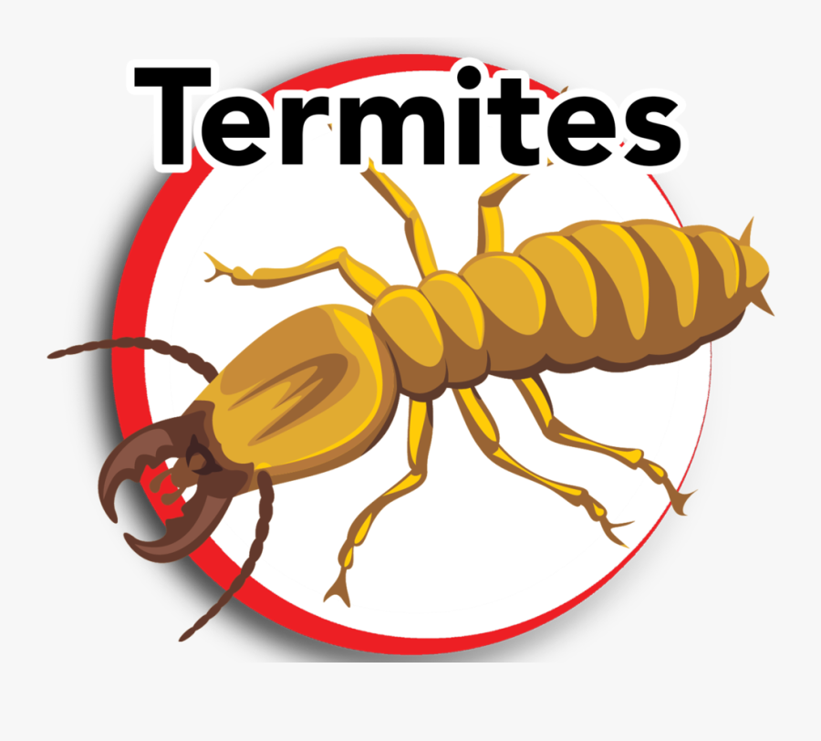 Termites Clip Art Transparet - Termite Transparent, Transparent Clipart