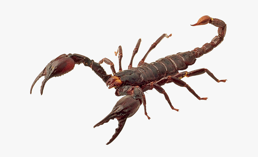 Scorpions Png - Scorpion Png, Transparent Clipart