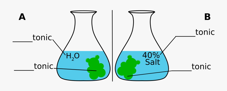 Gummybear-osmosis - Osmosis Going Through Gummy Bears, Transparent Clipart