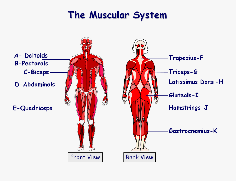 Clip Art System Science Pinterest Muscle - Labelled Muscles Gcse Pe, Transparent Clipart