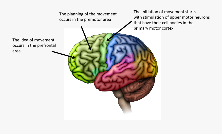 Brain Regions, Transparent Clipart