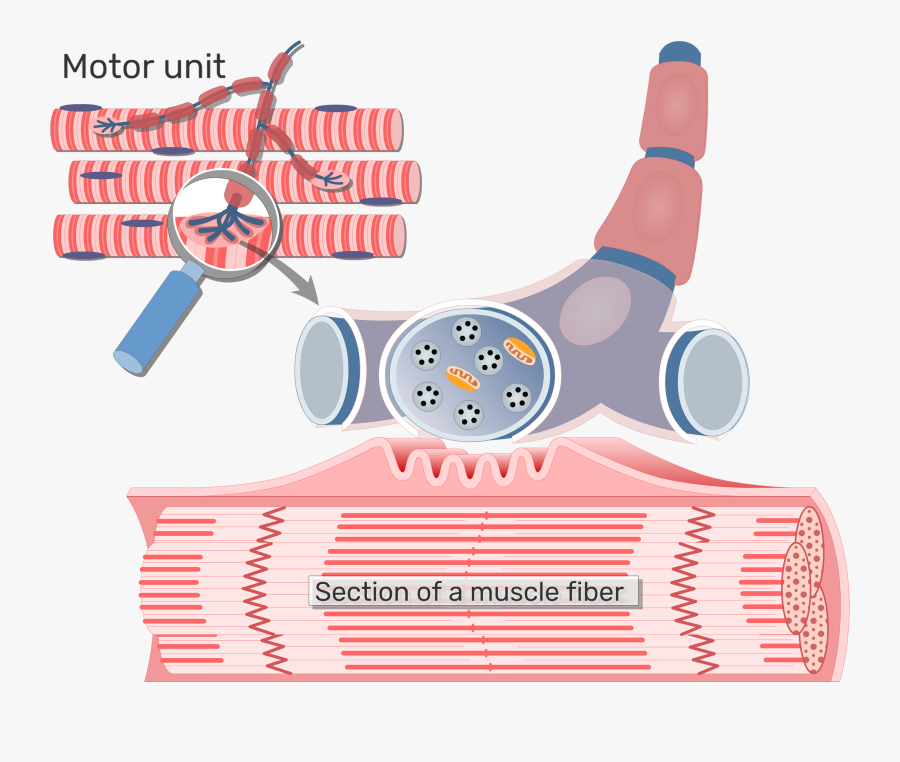 Neuromuscular Junction Diagram Get Body Smart, Transparent Clipart