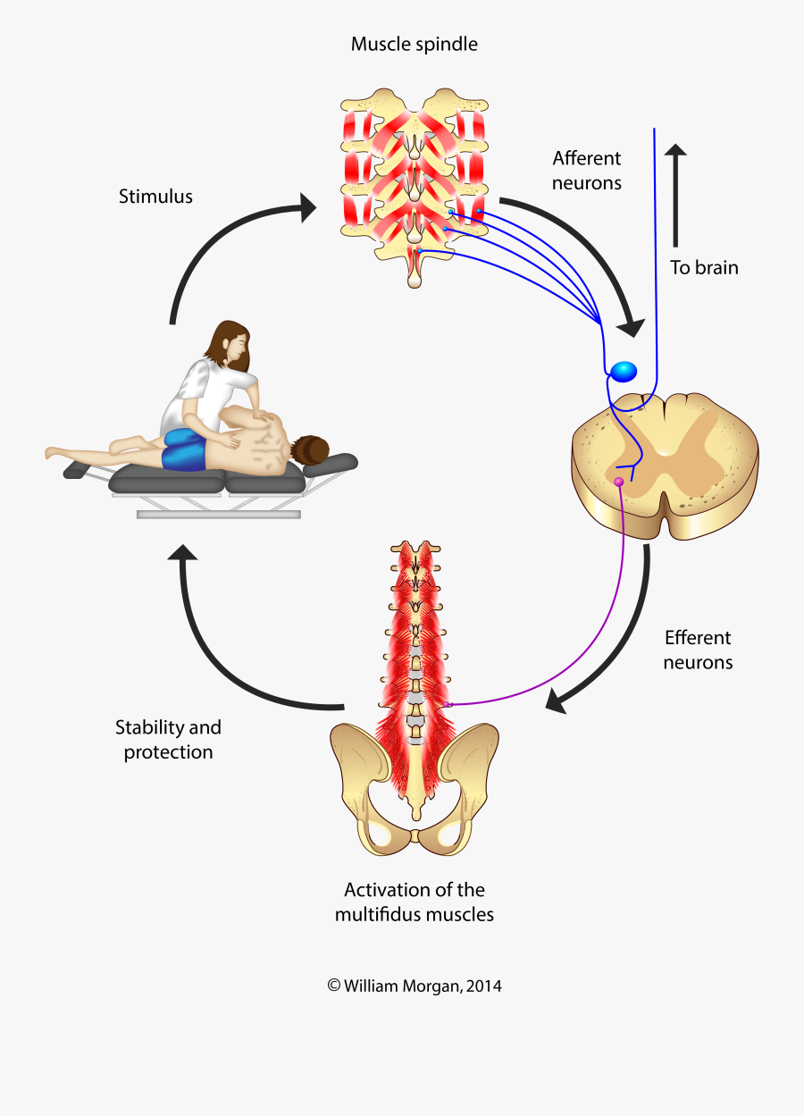 Multifidus Activated By Manipulation, Transparent Clipart