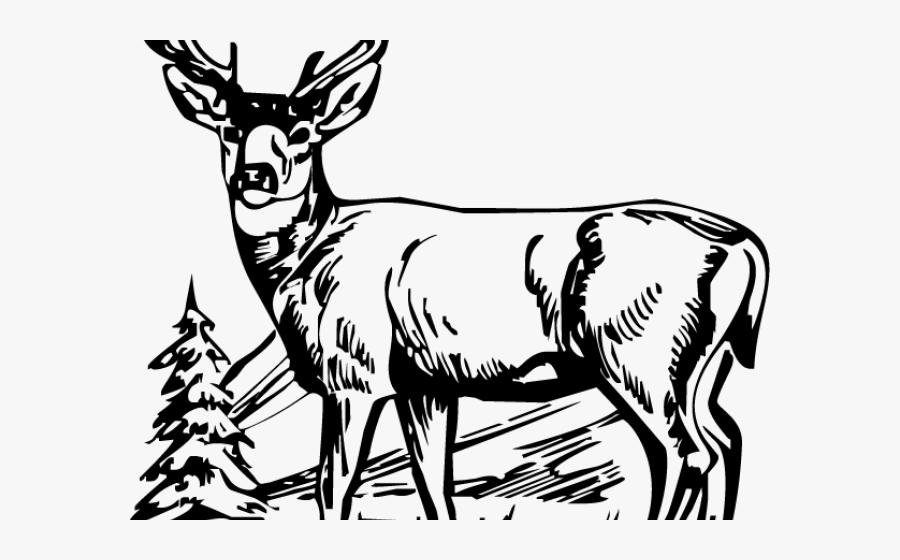 Deer Hunter Cliparts - White Tailed Deer Clipart, Transparent Clipart