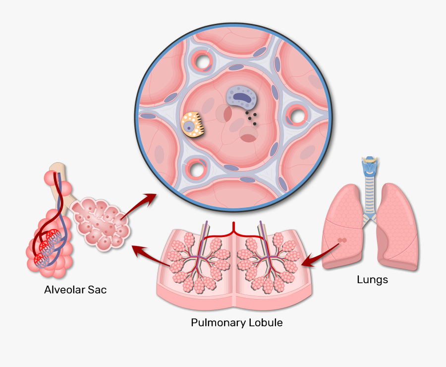 A Magnified View Of An Alveolar Sac - Lung Alveoli Anatomy, Transparent Clipart