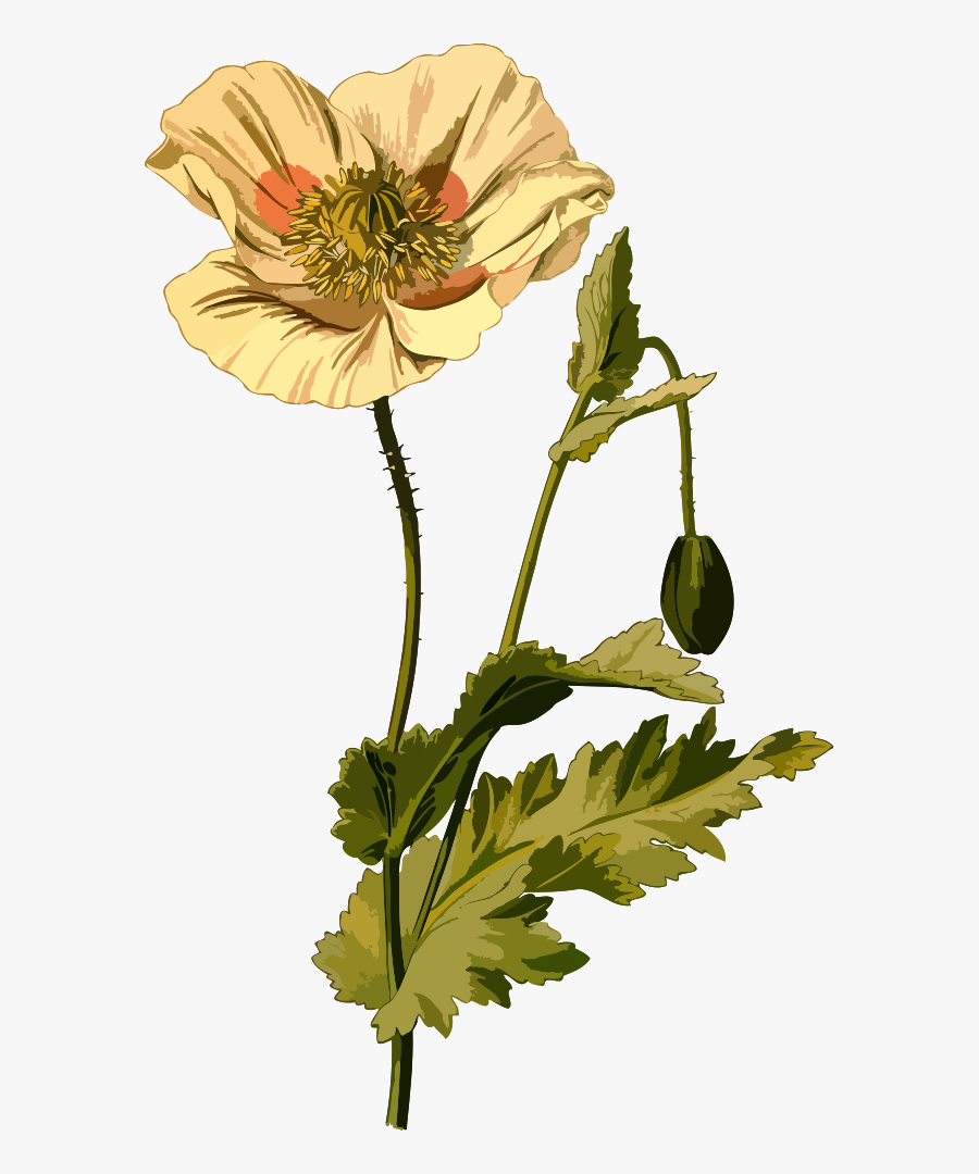 Opium Poppy, Transparent Clipart