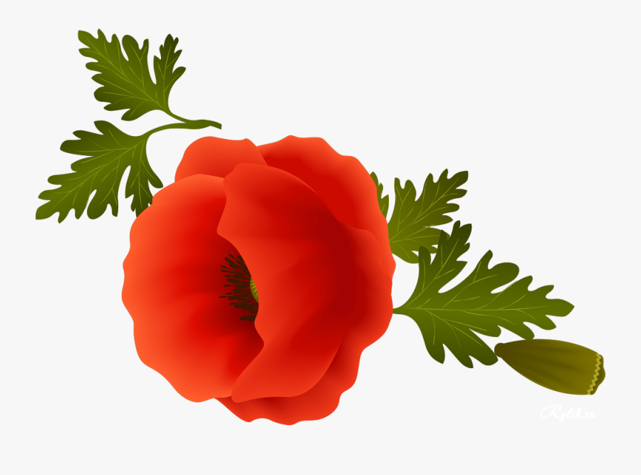 Opium Flower Common Clip - Flower, Transparent Clipart