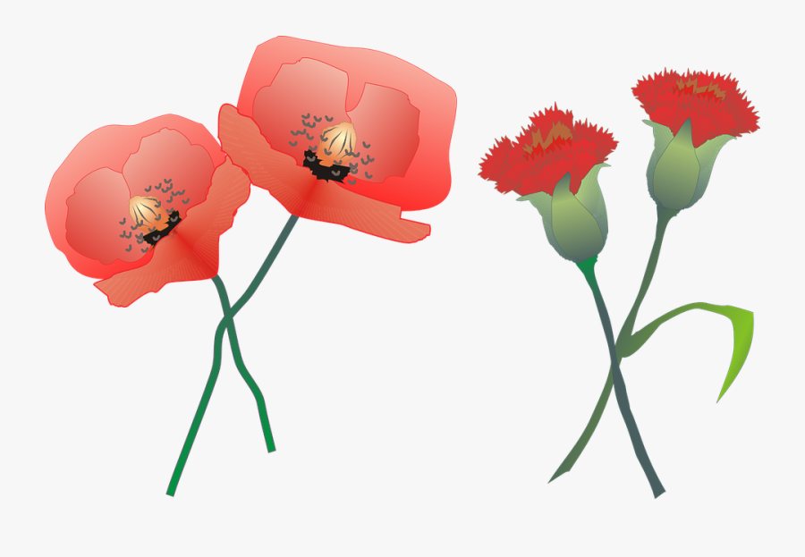Carnation, Poppy, Flower, Nature, Plants, Red - Poppy Carnation, Transparent Clipart