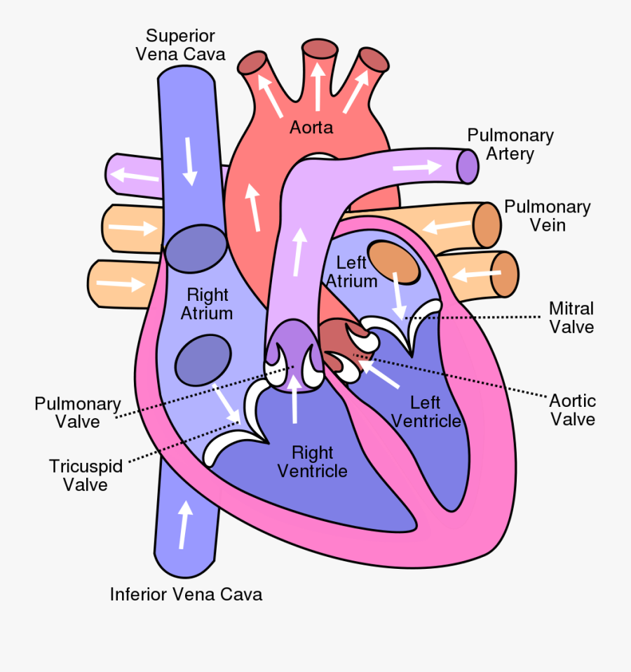 Https - //en - Wikipedia - Org/wiki/template - Heart, Transparent Clipart