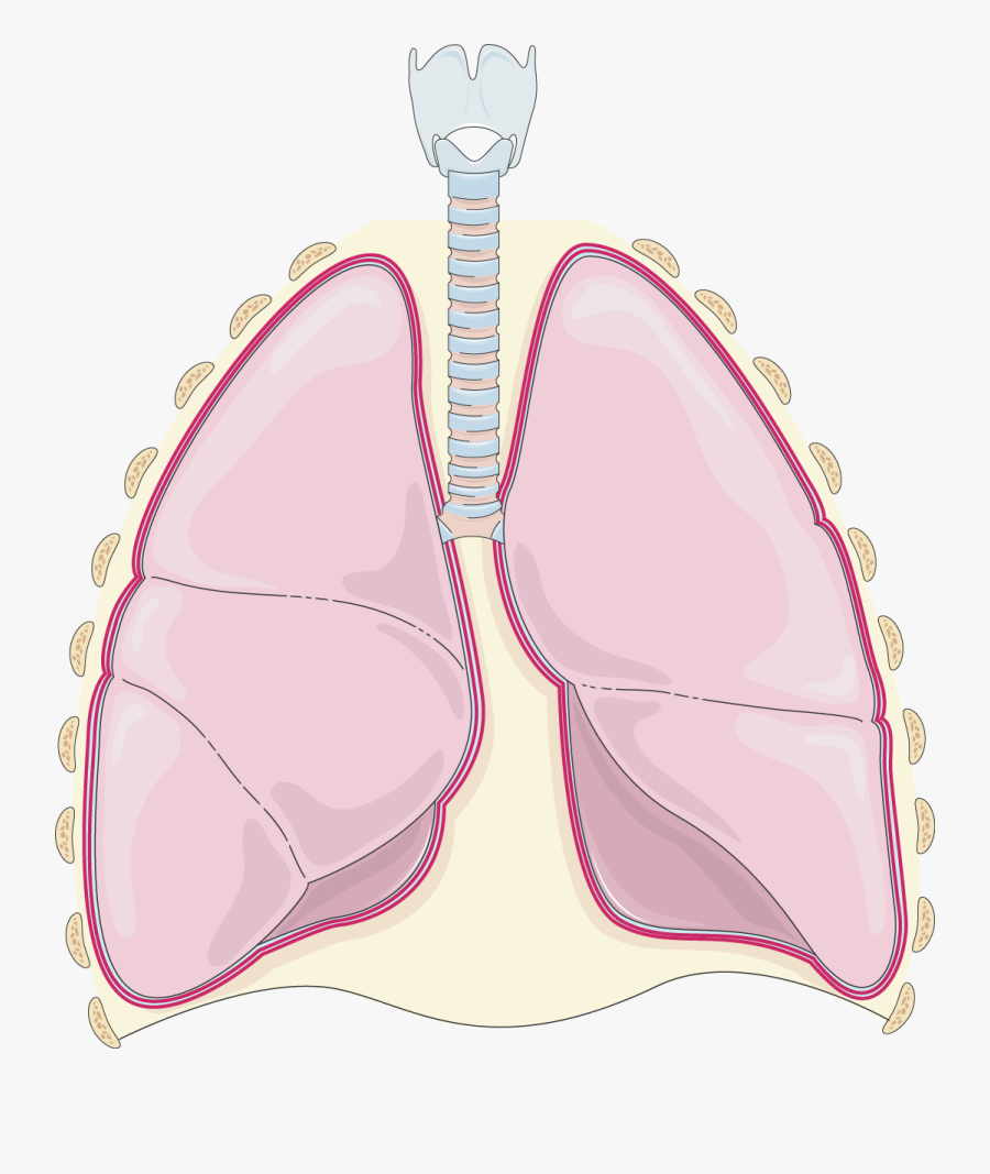 Pneumothorax - Shortness Of Breath With Transparent Background, Transparent Clipart