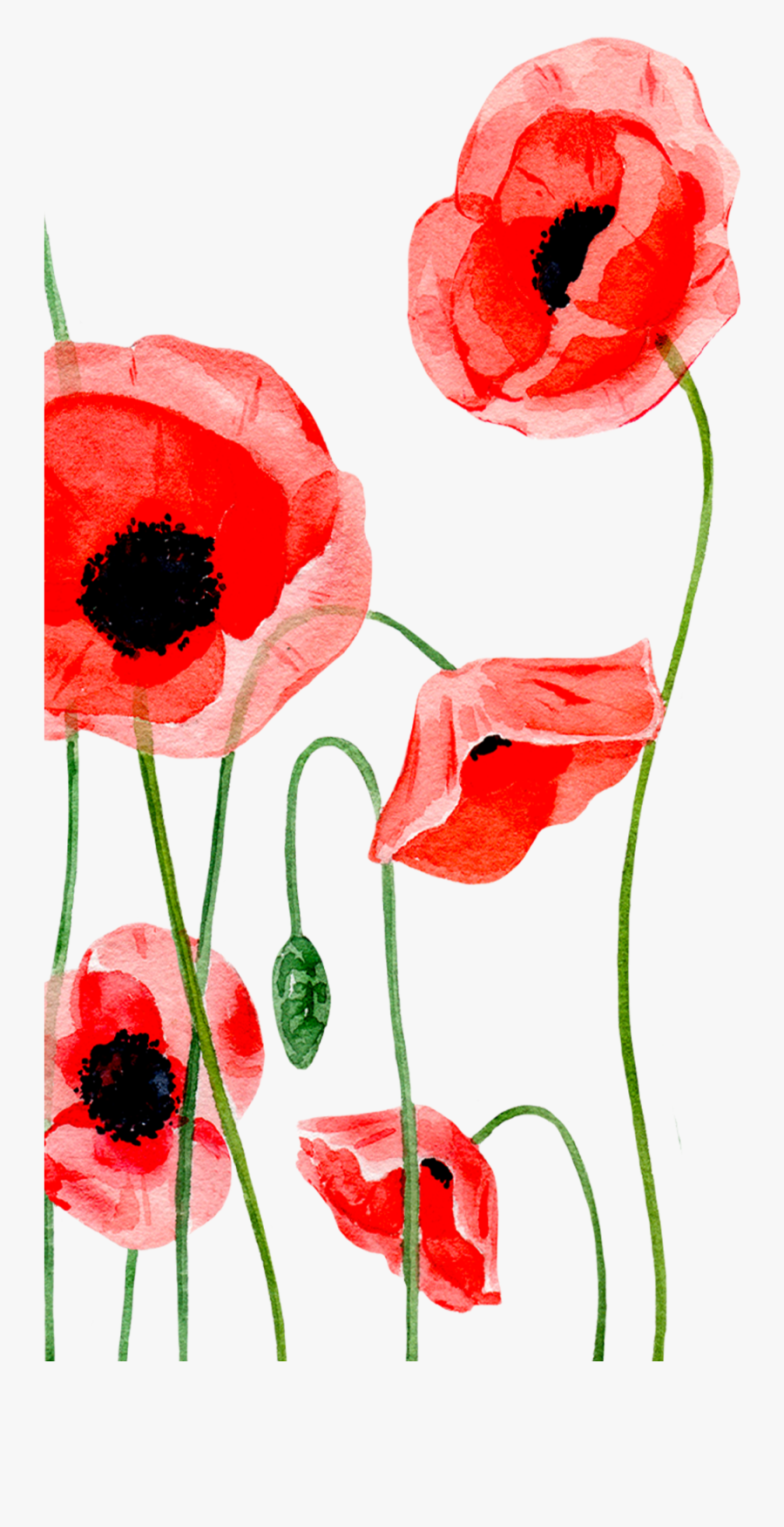 Poppy Single Poppy Transparent & Png Clipart Free Download - Iphone Xr, Transparent Clipart