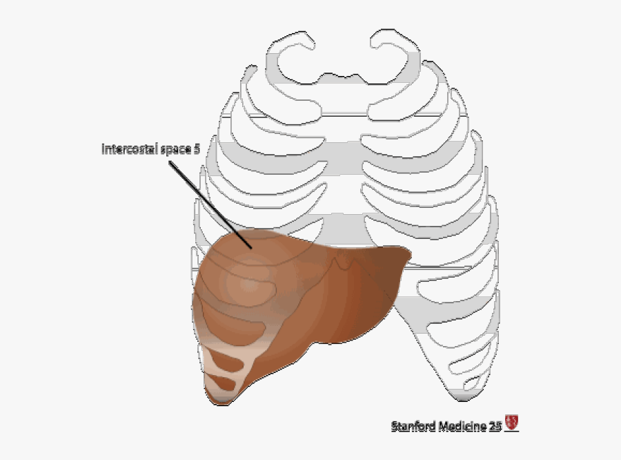 5 7 9 Rule For Liver Edge - Liver Intercostal Space, Transparent Clipart