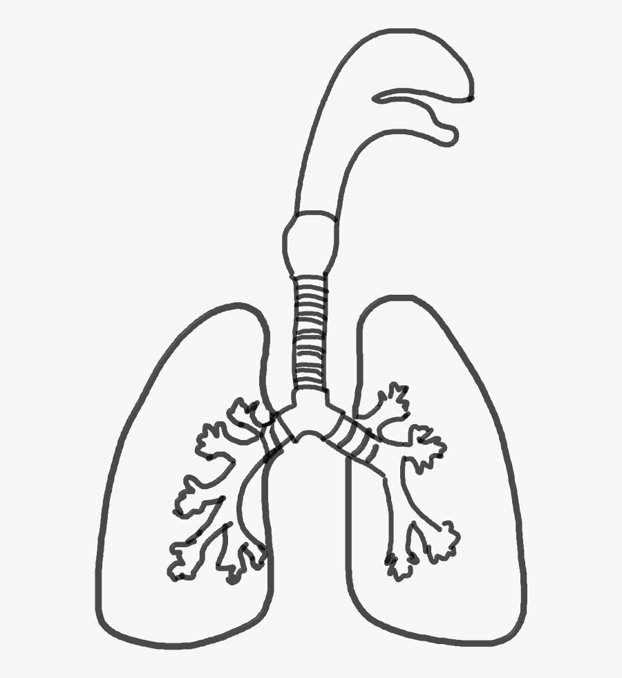 #lungs - Line Art, Transparent Clipart