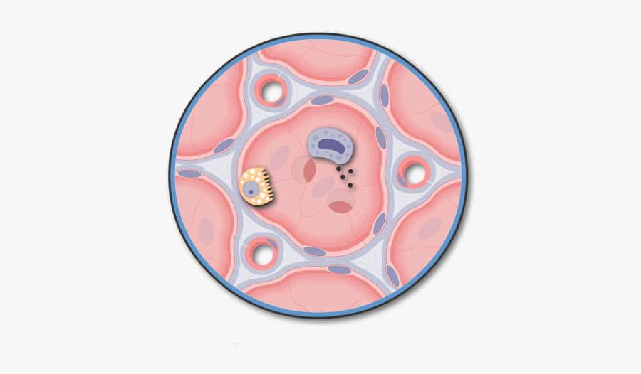 Zoom In View Of A Lung Alveolus - Lung Alveoli Anatomy, Transparent Clipart