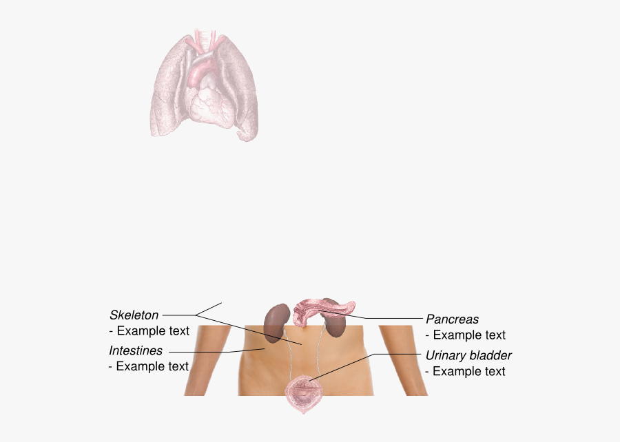 Lungs Svg Clip Arts - Sketch, Transparent Clipart