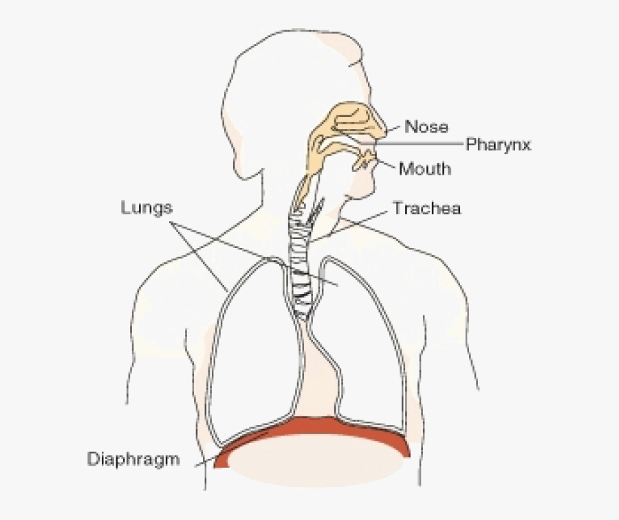 Respiratory System, Transparent Clipart