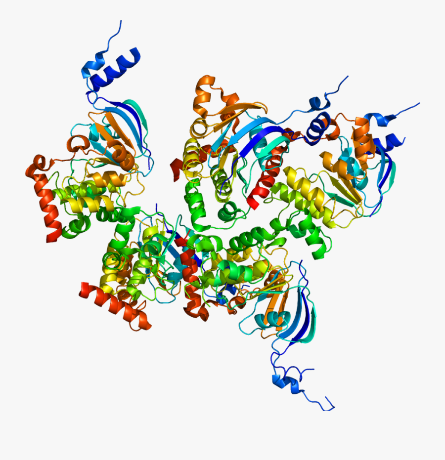 Cystic Fibrosis Transmembrane Conductance Regulator, Transparent Clipart