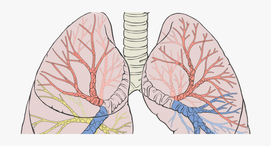 Grizzly Bear Lungs, Transparent Clipart