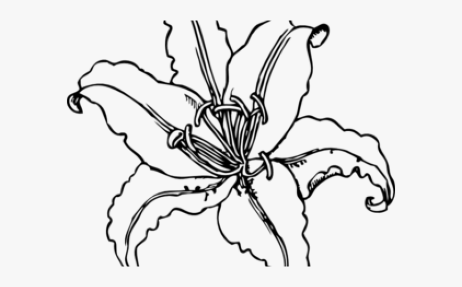 Png Lily Line Drawing, Transparent Clipart
