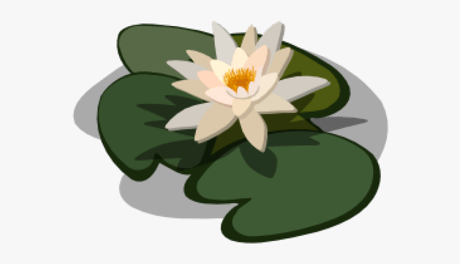 Sacred Lotus, Transparent Clipart