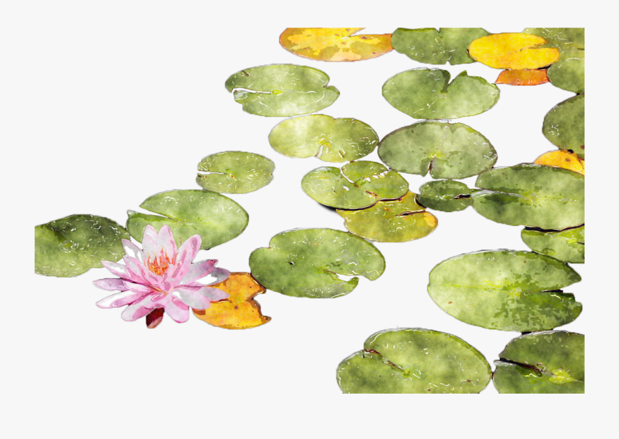 Water Lily, Transparent Clipart