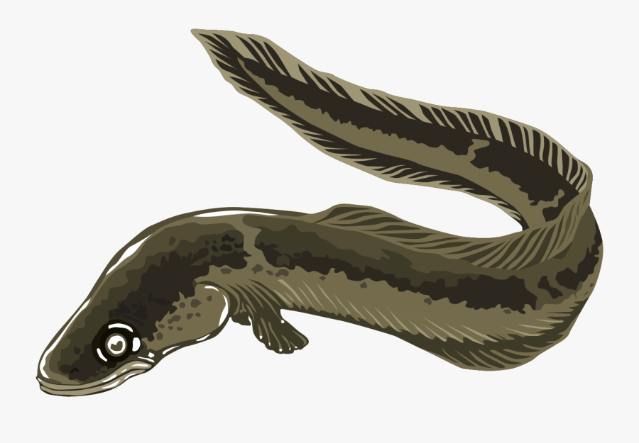Eel Clipart, Transparent Clipart