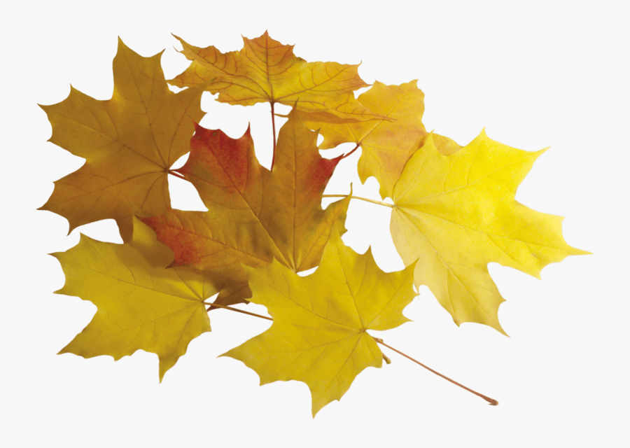 Falling Leaves Clip Art, Transparent Clipart