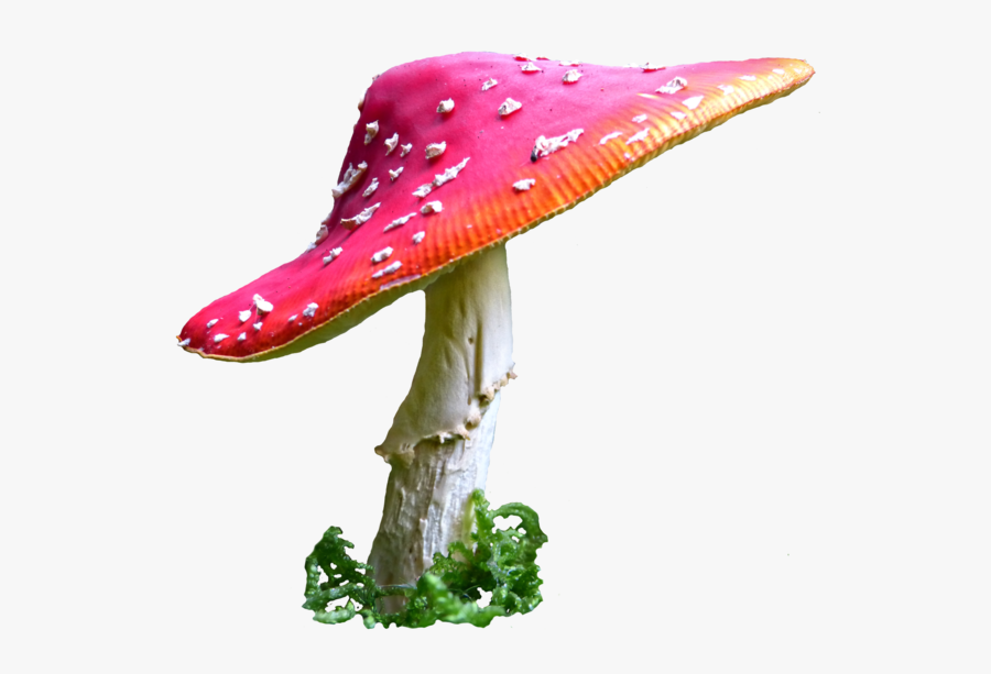 Alice In Wonderland Mushroom Png Clip Art Royalty Free - Alice In Wonderland Mushroom Png, Transparent Clipart